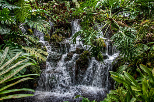 Photo Album - Tropical Rainforest Vacation